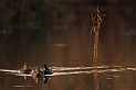 Mallard threesome - I